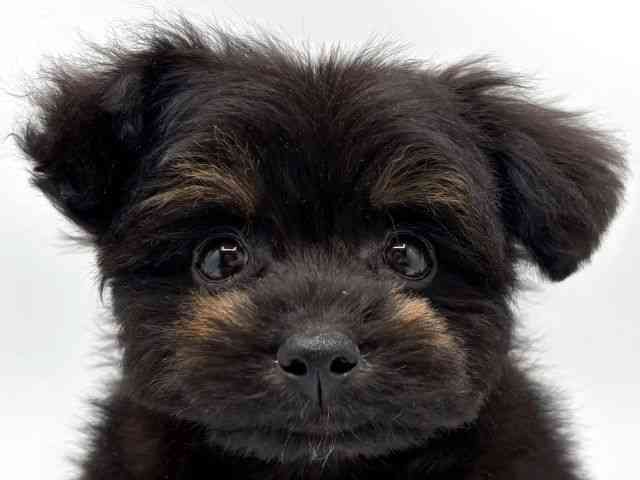 奈良県のポメプー(ポメラニアン×プードル) (ひごペットフレンドリー田原本店/2025年8月30日生まれ/男の子/ブラックタン)の子犬の1枚目の画像