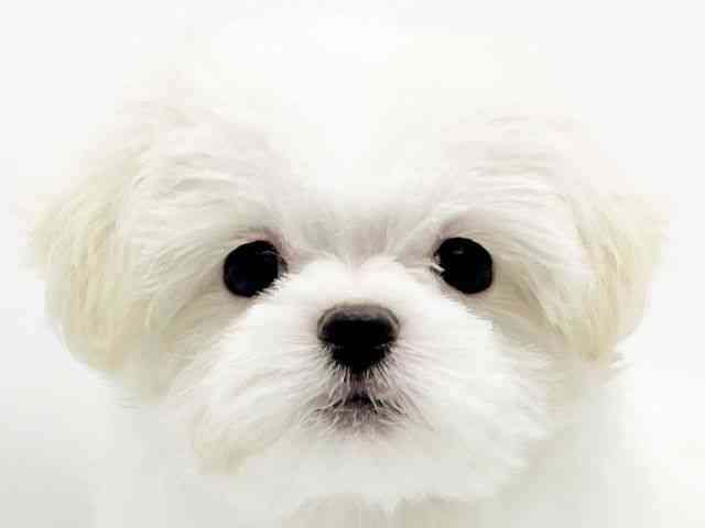 兵庫県のマルチーズ (ひごペットフレンドリーコロワ甲子園店/2025年8月28日生まれ/女の子/ホワイト)の子犬の1枚目の画像