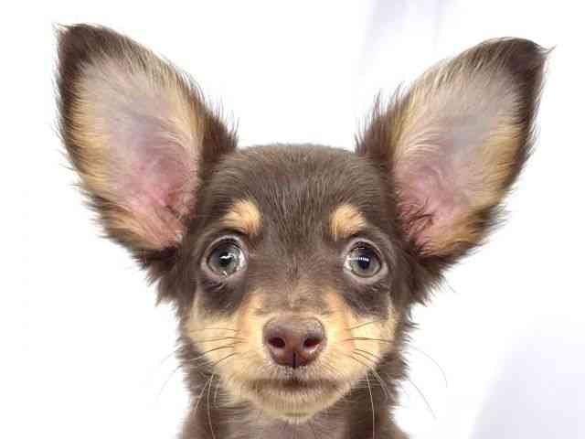 兵庫県のチワックス(チワワ×ダックス) (ひごペットフレンドリーイオンタウン加古川店/2025年8月30日生まれ/女の子/チョコレートタン)の子犬の1枚目の画像