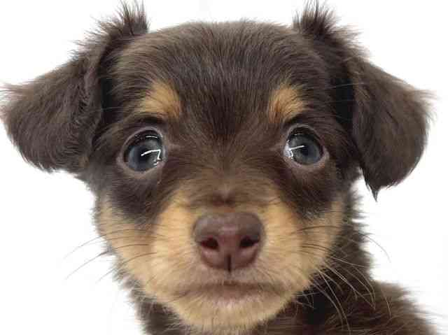 兵庫県のチワックス(チワワ×ダックス) (ひごペットフレンドリーイオンタウン加古川店/2025年8月30日生まれ/女の子/チョコレートタン)の子犬の1枚目の画像