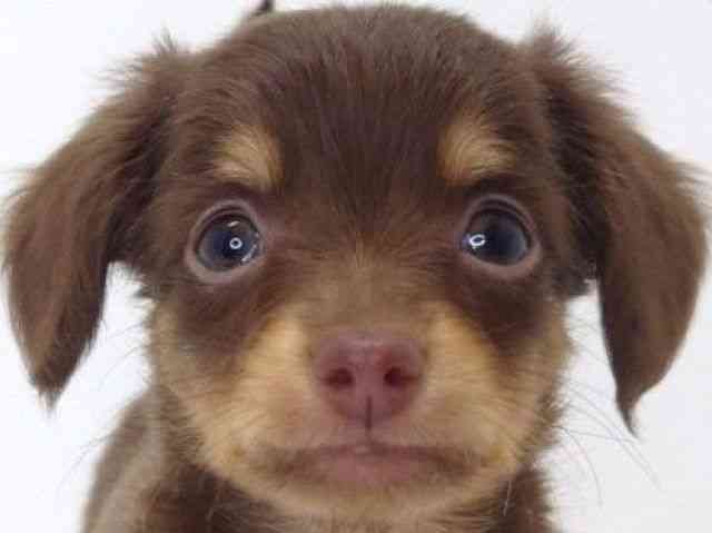 大阪府のチワックス(チワワ×ダックス) (ひごペットフレンドリーいこらもーる泉佐野店/2025年8月30日生まれ/女の子/チョコレートタン)の子犬の1枚目の画像