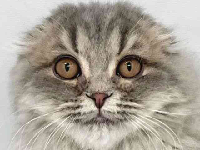 大阪府のスコティッシュフォールド (ひごペットフレンドリーイトーヨーカドー津久野店/2025年8月30日生まれ/女の子/ブルータビー)の子猫の1枚目の画像