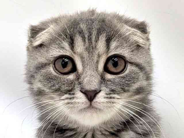 広島県のスコティッシュフォールド (ひごペットフレンドリーゆめタウン廿日市店/2025年8月30日生まれ/女の子/ブルータビー)の子猫の1枚目の画像