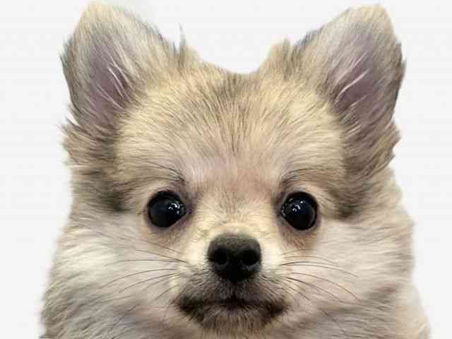 愛媛県のポメチワ/チワポメ/ポメチー(ポメラニアン×チワワ) (ひごペットフレンドリーエミフルMASAKI店/2025年8月31日生まれ/女の子/オレンジ)の子犬の1枚目の画像