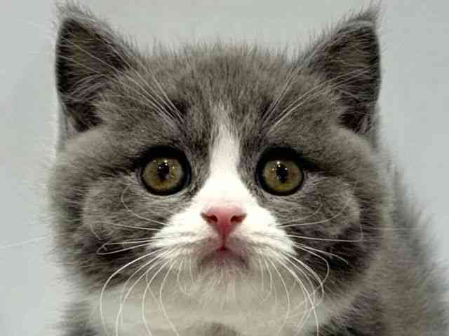 大阪府のブリティッシュショートヘアー (ひごペットフレンドリーセブンパーク天美店/2025年8月31日生まれ/男の子/ブルーホワイト)の子猫の1枚目の画像