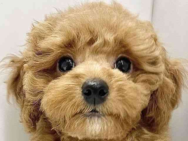 高知県のトイプードル(トイ) (ひごペットフレンドリーイオンモール高知店/2025年8月31日生まれ/女の子/レッド)の子犬の1枚目の画像