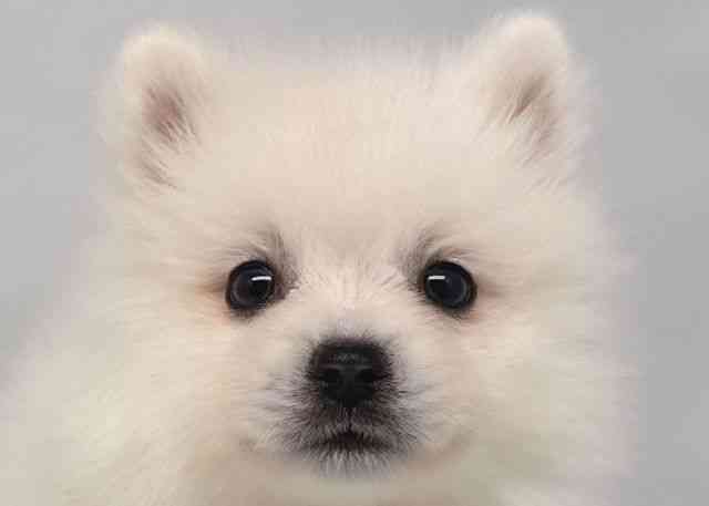 鳥取県の日本スピッツ (ひごペットフレンドリーイオンモール鳥取北店/2025年8月30日生まれ/女の子/ホワイト)の子犬の1枚目の画像