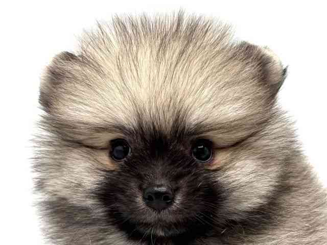 大阪府のポメラニアン (ひごペットフレンドリーみのおキューズモール店/2025年8月31日生まれ/男の子/ウルフセーブル)の子犬の1枚目の画像