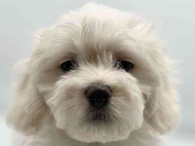 徳島県のマルックス(マルチーズ×ダックス) (ひごペットフレンドリーゆめタウン徳島店/2025年8月31日生まれ/女の子/ホワイト)の子犬の1枚目の画像