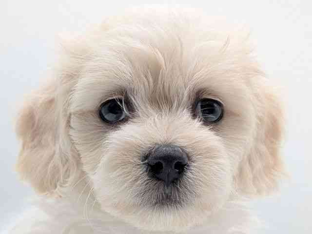 香川県のハーフ犬・ミックス犬 (ひごペットフレンドリーゆめタウン高松店/2025年8月31日生まれ/女の子/ホワイト)の子犬の1枚目の画像