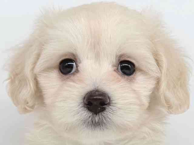 大阪府のハーフ犬・ミックス犬 (ひごペットフレンドリー瓜破店/2025年8月31日生まれ/女の子/ホワイト)の子犬の1枚目の画像