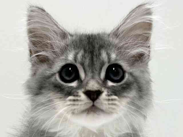 愛知県のミヌエット (ひごペットフレンドリーららぽーと名古屋みなとアクルス店/2025年8月31日生まれ/男の子/ブルーシルバータビー)の子猫の1枚目の画像