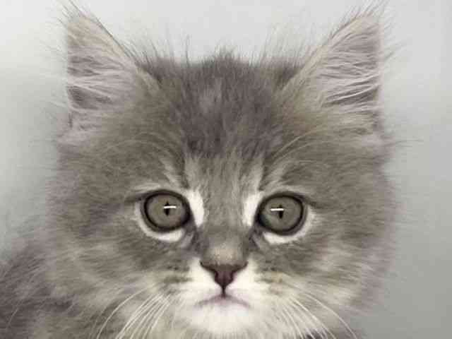 徳島県のミヌエット (ひごペットフレンドリーゆめタウン徳島店/2025年8月31日生まれ/女の子/ブルーパッチドタビー)の子猫