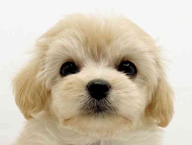 兵庫県のチワプー/プーチー(チワワ×プードル) (ひごペットフレンドリーコロワ甲子園店/2025年8月29日生まれ/女の子/クリーム)の子犬の1枚目の画像