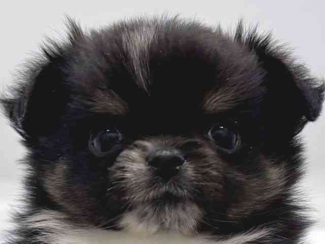 京都府のハーフ犬・ミックス犬 (ひごペットフレンドリー京都店/2025年8月31日生まれ/女の子/ブラックタンホワイト)の子犬の1枚目の画像