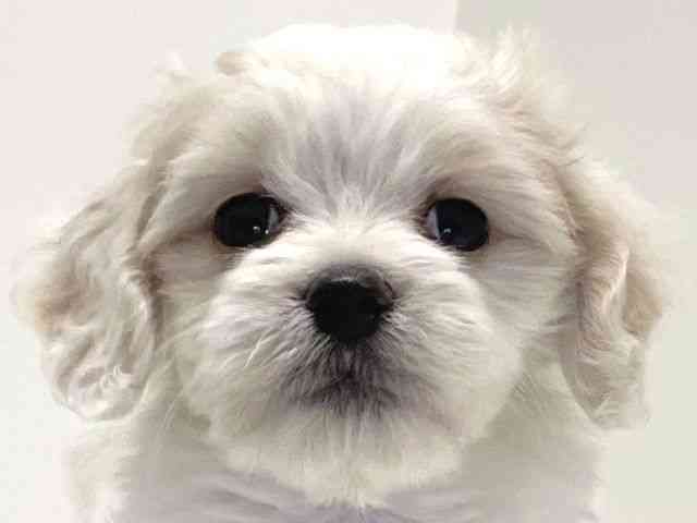 兵庫県のハーフ犬・ミックス犬 (ひごペットフレンドリーイトーヨーカドー明石店/2025年8月31日生まれ/女の子/ホワイト)の子犬の1枚目の画像