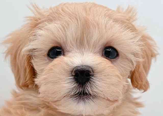 島根県のハーフ犬・ミックス犬 (ひごペットフレンドリーイオン松江ショッピングセンター店/2025年8月30日生まれ/女の子/アプリコット)の子犬の1枚目の画像