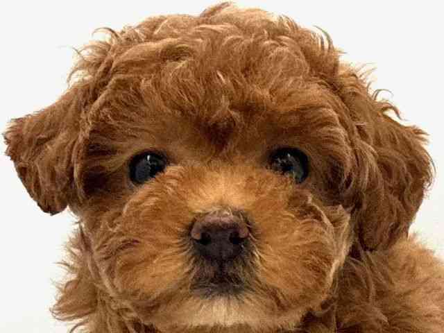 大阪府のトイプードル(トイ) (ひごペットフレンドリー東淀川店/2025年8月29日生まれ/女の子/レッド)の子犬の1枚目の画像