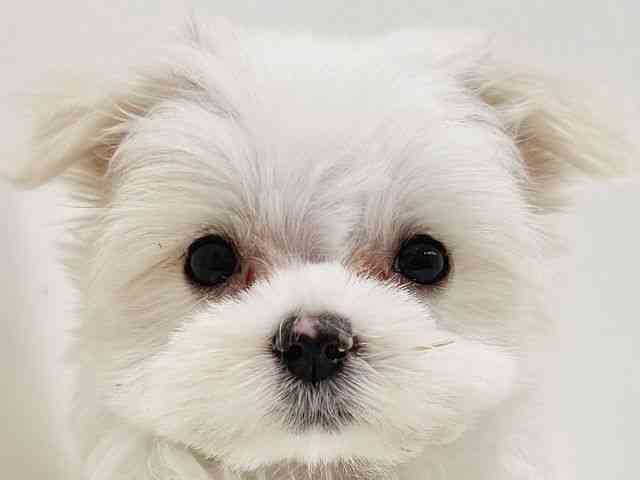 奈良県のマルチーズ (ひごペットフレンドリーイオンモール橿原ウエスト・ビレッジ店/2025年8月31日生まれ/男の子/ホワイト)の子犬の1枚目の画像