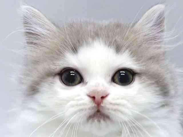 京都府のミヌエット (ひごペットフレンドリー京都店/2025年8月31日生まれ/女の子/ブルータビーホワイト)の子猫