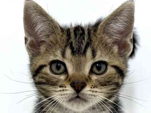 大阪府のアメリカンショートヘアー (ひごペットフレンドリーベルファⅡ都島店/2025年8月24日生まれ/男の子/ブラウンタビー)の子猫の1枚目の画像