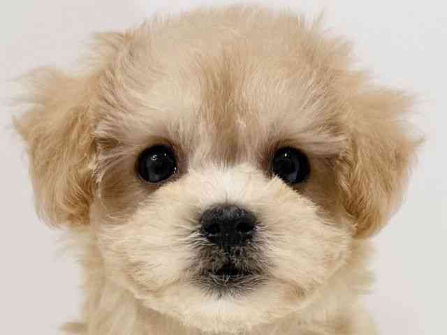 奈良県のマルプー(マルチーズ×プードル) (ひごペットフレンドリーイオンモール橿原ウエスト・ビレッジ店/2025年8月28日生まれ/女の子/アプリコット)の子犬の1枚目の画像