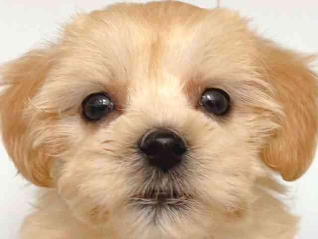 大阪府のマルプー(マルチーズ×プードル) (ひごペットフレンドリー岸和田店/2025年8月28日生まれ/女の子/アプリコット)の子犬の1枚目の画像