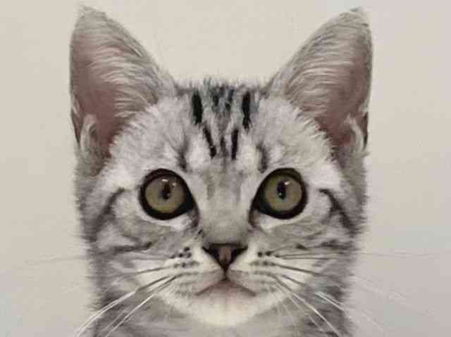 兵庫県のアメリカンショートヘアー (ひごペットフレンドリーイトーヨーカドー明石店/2025年8月25日生まれ/女の子/シルバータビー)の子猫の1枚目の画像