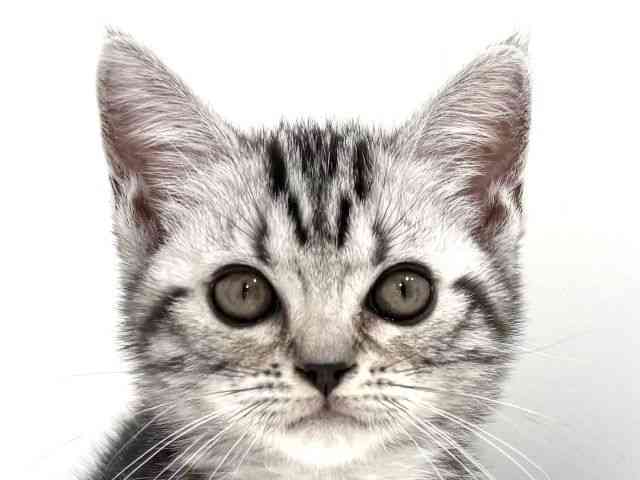 兵庫県のアメリカンショートヘアー (ひごペットフレンドリーイトーヨーカドー明石店/2025年8月25日生まれ/女の子/シルバータビー)の子猫の1枚目の画像