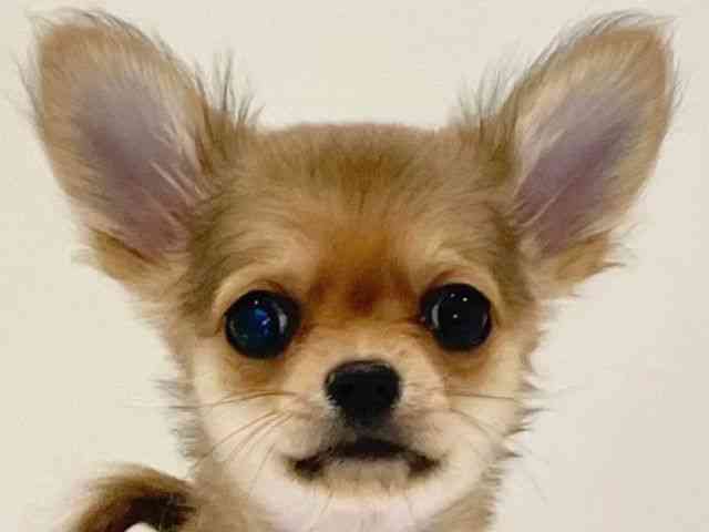 兵庫県のチワワ(ロング) (ひごペットフレンドリーイトーヨーカドー明石店/2025年8月31日生まれ/女の子/レッド)の子犬の1枚目の画像