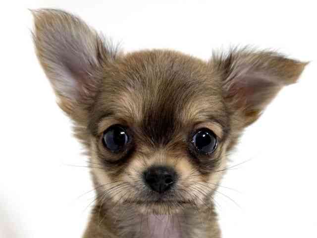 兵庫県のチワワ(ロング) (ひごペットフレンドリーイトーヨーカドー明石店/2025年8月31日生まれ/女の子/レッド)の子犬の1枚目の画像