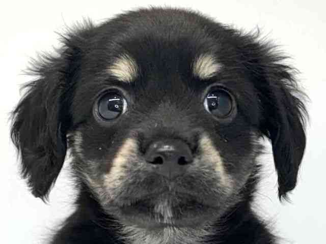 大阪府のハーフ犬・ミックス犬 (ひごペットフレンドリーセブンパーク天美店/2025年8月30日生まれ/男の子/ブラックタン)の子犬の1枚目の画像