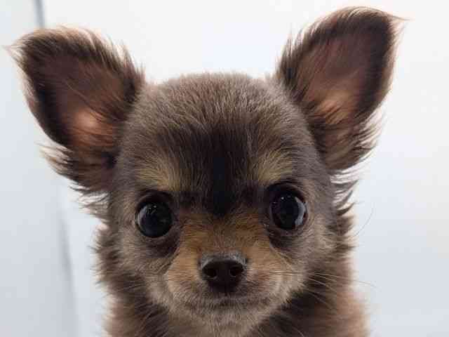 香川県のチワワ(ロング) (ひごペットフレンドリーゆめタウン高松店/2025年8月31日生まれ/女の子/チョコレートタン)の子犬の1枚目の画像