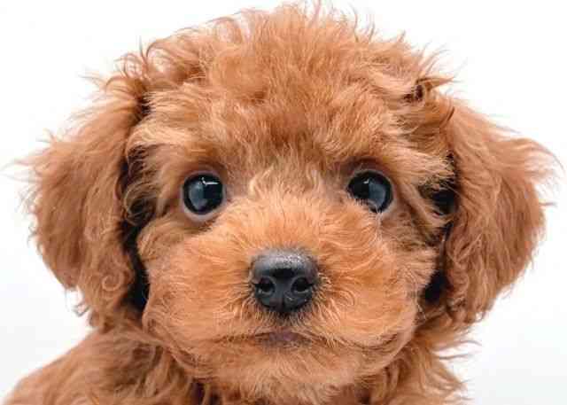 島根県のトイプードル(トイ) (ひごペットフレンドリーイオン松江ショッピングセンター店/2025年8月17日生まれ/男の子/レッド)の子犬の1枚目の画像