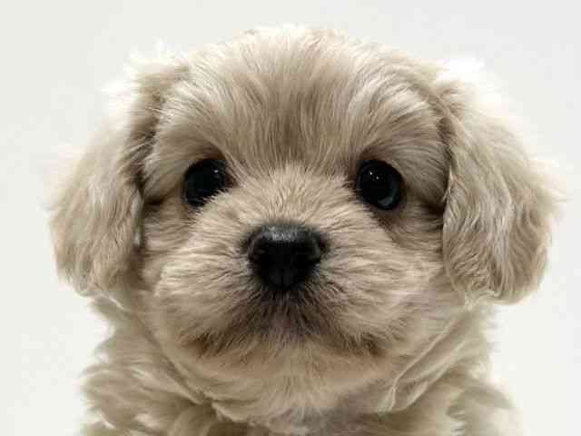 愛知県のチワプー/プーチー(チワワ×プードル) (ひごペットフレンドリーららぽーと名古屋みなとアクルス店/2025年8月31日生まれ/男の子/クリーム)の子犬の1枚目の画像