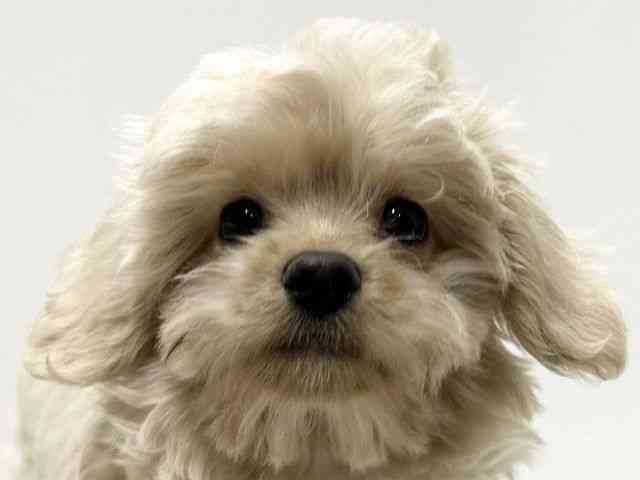 愛知県のチワプー/プーチー(チワワ×プードル) (ひごペットフレンドリーららぽーと名古屋みなとアクルス店/2025年8月31日生まれ/男の子/クリーム)の子犬の1枚目の画像