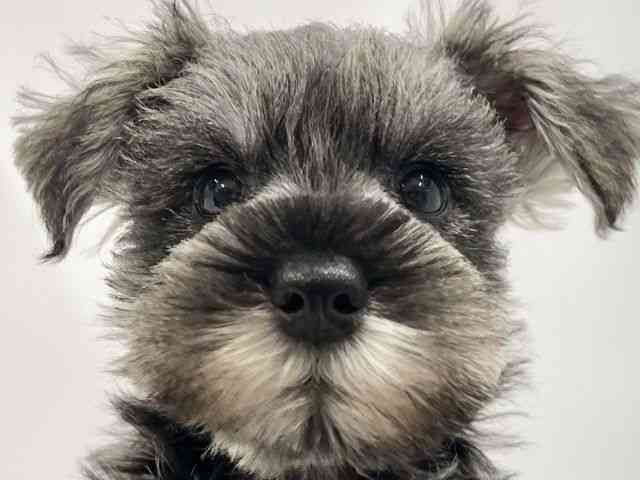 高知県のミニチュアシュナウザー (ひごペットフレンドリーイオンモール高知店/2025年8月30日生まれ/男の子/ソルトペッパー)の子犬の1枚目の画像