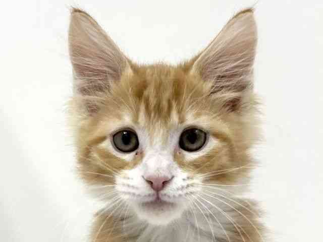 愛知県のメインクーン (ひごペットフレンドリーイトーヨーカドー知多店/2025年8月31日生まれ/男の子/レッドタビーホワイト)の子猫の1枚目の画像