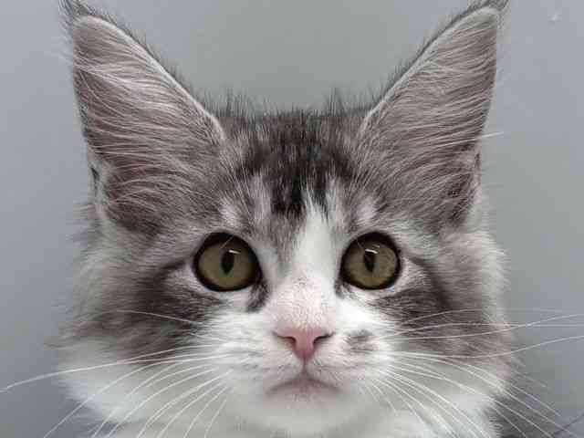 京都府のメインクーン (ひごペットフレンドリー京都店/2025年8月30日生まれ/女の子/シルバータビーホワイト)の子猫の1枚目の画像