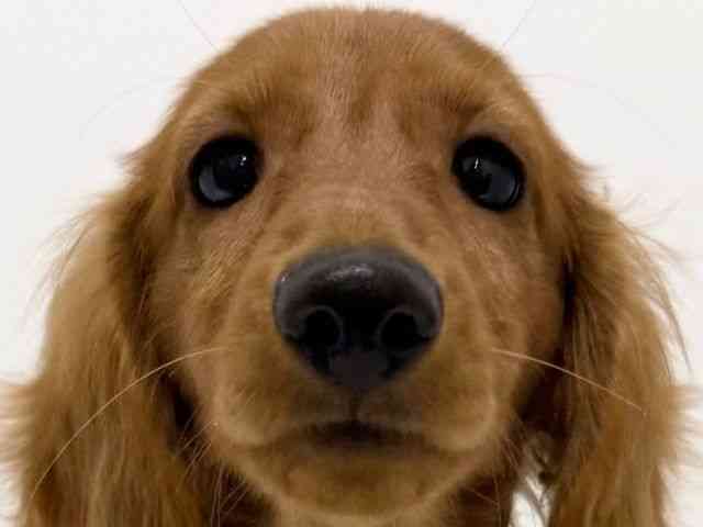 大阪府のミニチュアダックスフンド(ロング) (ひごペットフレンドリーくずはモール店/2025年8月30日生まれ/男の子/クリアレッド)の子犬の1枚目の画像