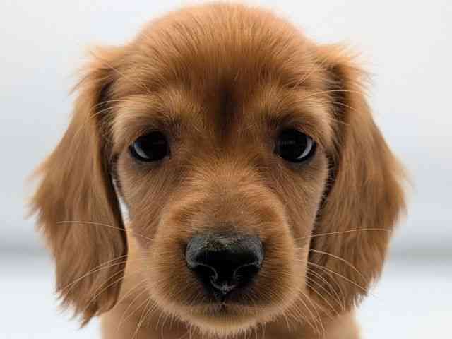 香川県のミニチュアダックスフンド(ロング) (ひごペットフレンドリーゆめタウン高松店/2025年8月30日生まれ/男の子/クリアレッド)の子犬の1枚目の画像