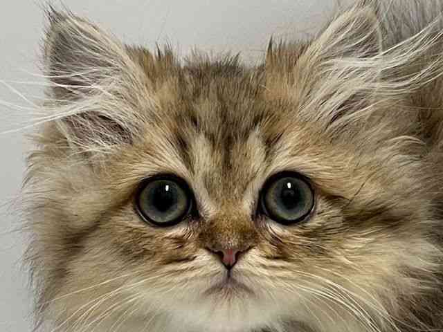 和歌山県のペルシャ (ひごペットフレンドリーパームシティ和歌山店/2025年8月29日生まれ/女の子/チンチラゴールデン)の子猫の1枚目の画像