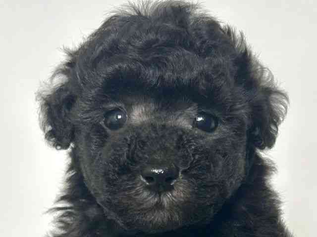 大阪府のトイプードル(トイ) (ひごペットフレンドリーアクロスプラザ住之江店/2025年8月31日生まれ/男の子/シルバー)の子犬の1枚目の画像