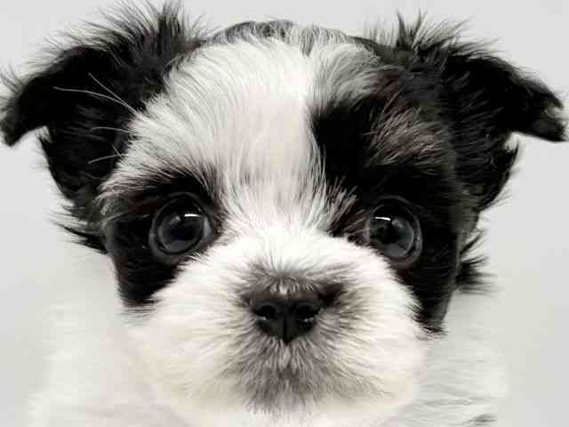 大阪府のチワマル/マルチワ(チワワ×マルチーズ) (ひごペットフレンドリーイオンタウン豊中庄内店/2025年8月28日生まれ/女の子/パーティーカラー)の子犬の1枚目の画像