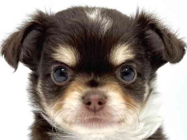 大阪府のチワワ(ロング) (ひごペットフレンドリーイオンタウン茨木太田店/2025年8月30日生まれ/男の子/チョコレートタンホワイト)の子犬の1枚目の画像