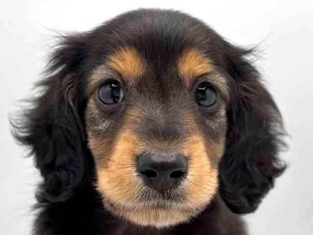 奈良県のカニンヘンダックスフンド(ロング) (ひごペットフレンドリー田原本店/2025年8月30日生まれ/男の子/ブラックタン)の子犬の1枚目の画像