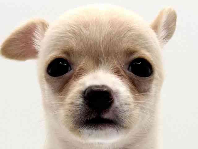 大阪府のポメチワ/チワポメ/ポメチー(ポメラニアン×チワワ) (ひごペットフレンドリーみのおキューズモール店/2025年8月31日生まれ/女の子/クリーム)の子犬の1枚目の画像