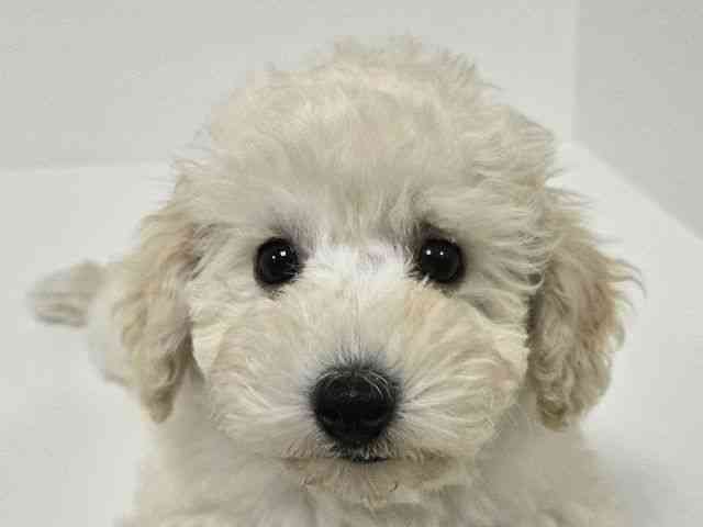 愛知県のトイプードル(トイ) (ひごペットフレンドリーイトーヨーカドー知多店/2025年8月27日生まれ/男の子/ホワイト)の子犬の1枚目の画像
