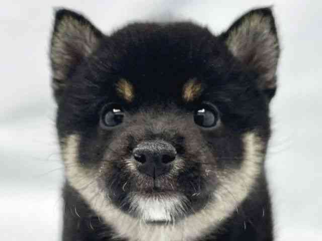 大阪府の柴犬(標準サイズ) (ひごペットフレンドリーイトーヨーカドー津久野店/2025年8月30日生まれ/男の子/黒)の子犬の1枚目の画像