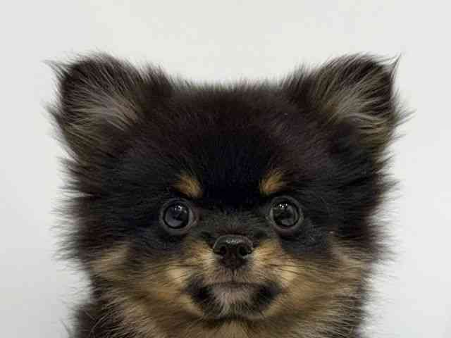 愛知県のポメチワ/チワポメ/ポメチー(ポメラニアン×チワワ) (ひごペットフレンドリーヴィアモール アピタ江南西店/2025年8月28日生まれ/男の子/ブラック)の子犬